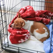 best dog crate toys and how to get a puppy to sleep through the night