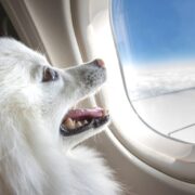 flying with your dog for the first time