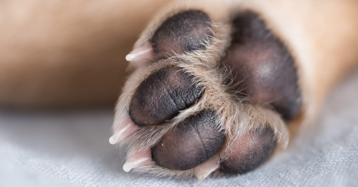 6 Things You Didn’t Know About Dog Paw Anatomy