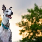 suitable toys for greyhounds
