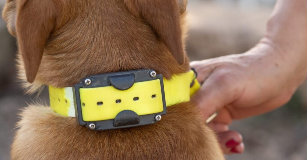 are shock collars bad for dogs