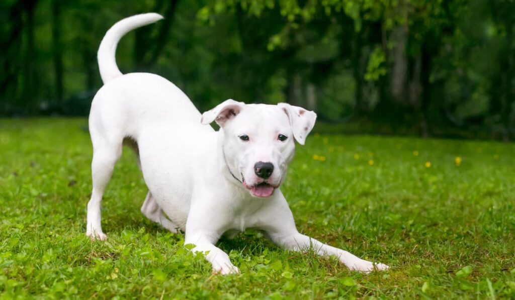 white dog doing a play bow