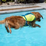 dog jumping into pool. dog water sports