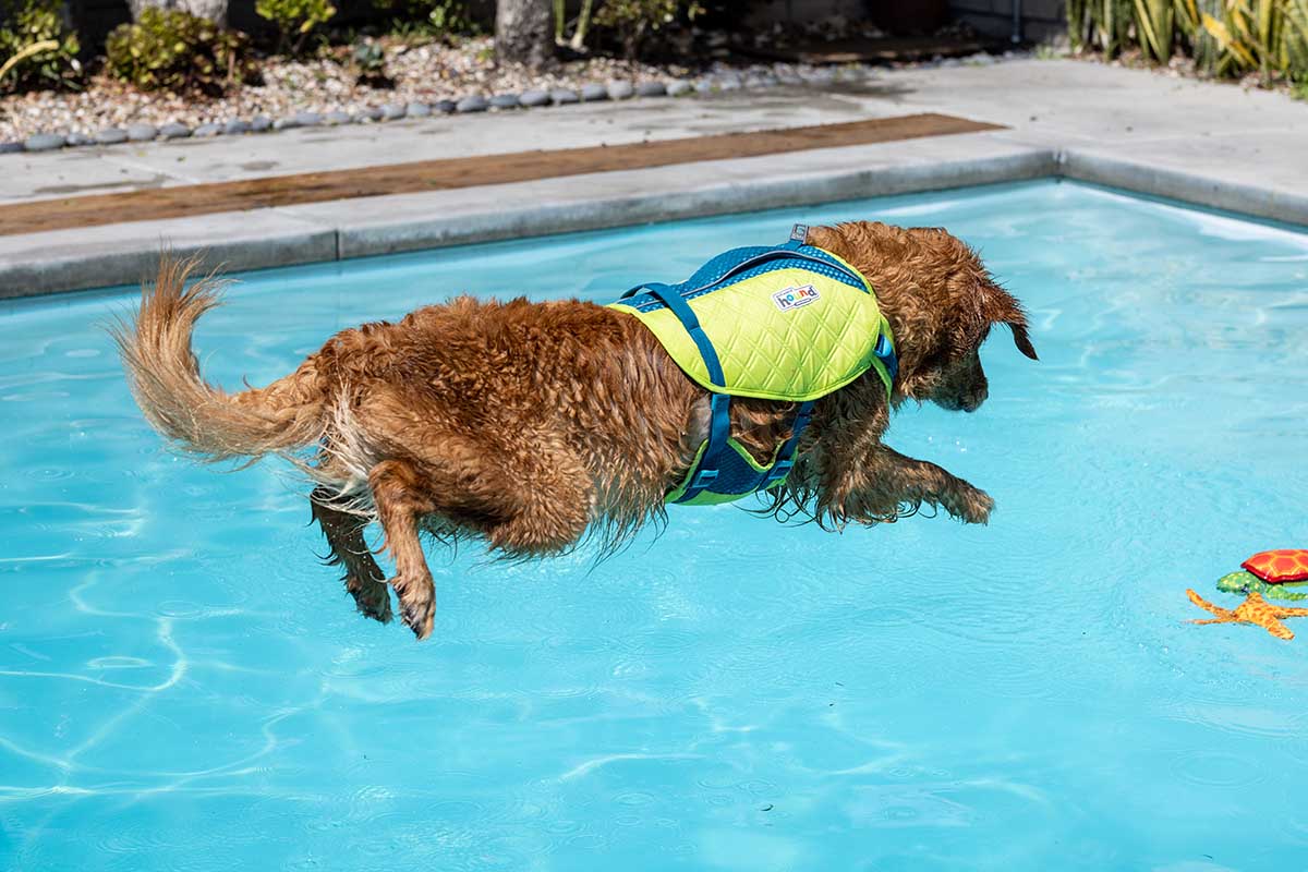 The Best Watersports For You & Your Dog This Summer!