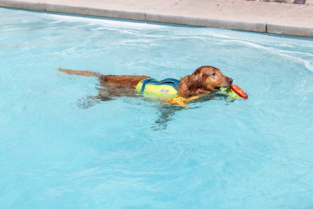 dog in a pool