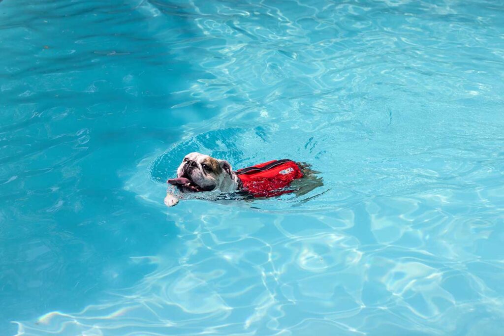 bulldog swimming in a pool