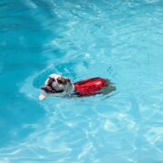 bulldog swimming in a pool