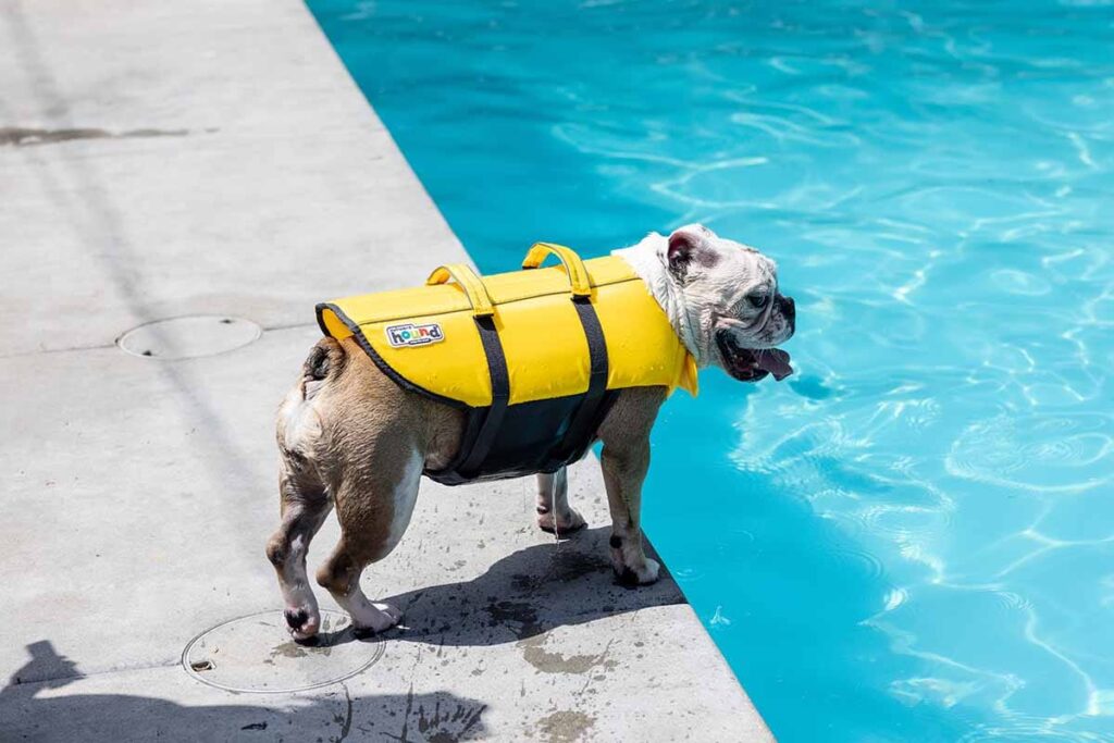 bulldog wearing yellow life jacket