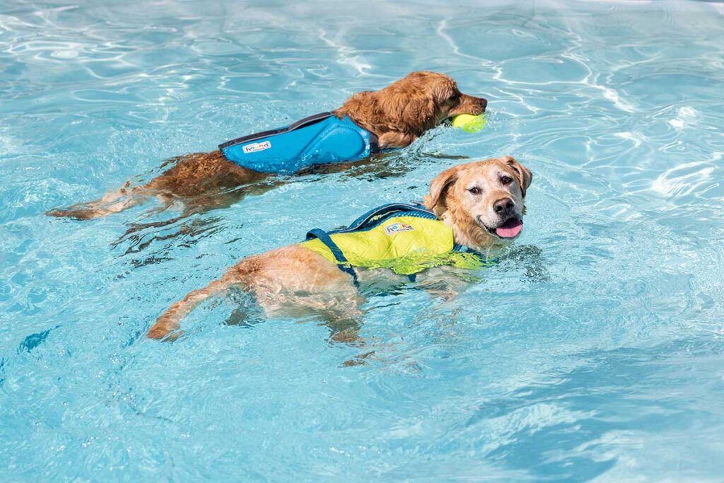 two dogs swimming in a pool