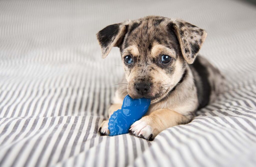 can 3 month old puppies sleep through the night