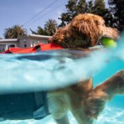 dog swimming. dog smells musty