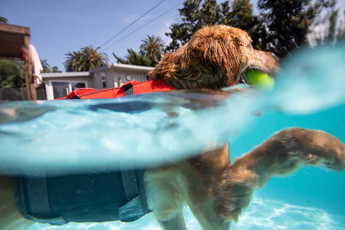 What to Do If Your Dog Smells Musty After a Swim