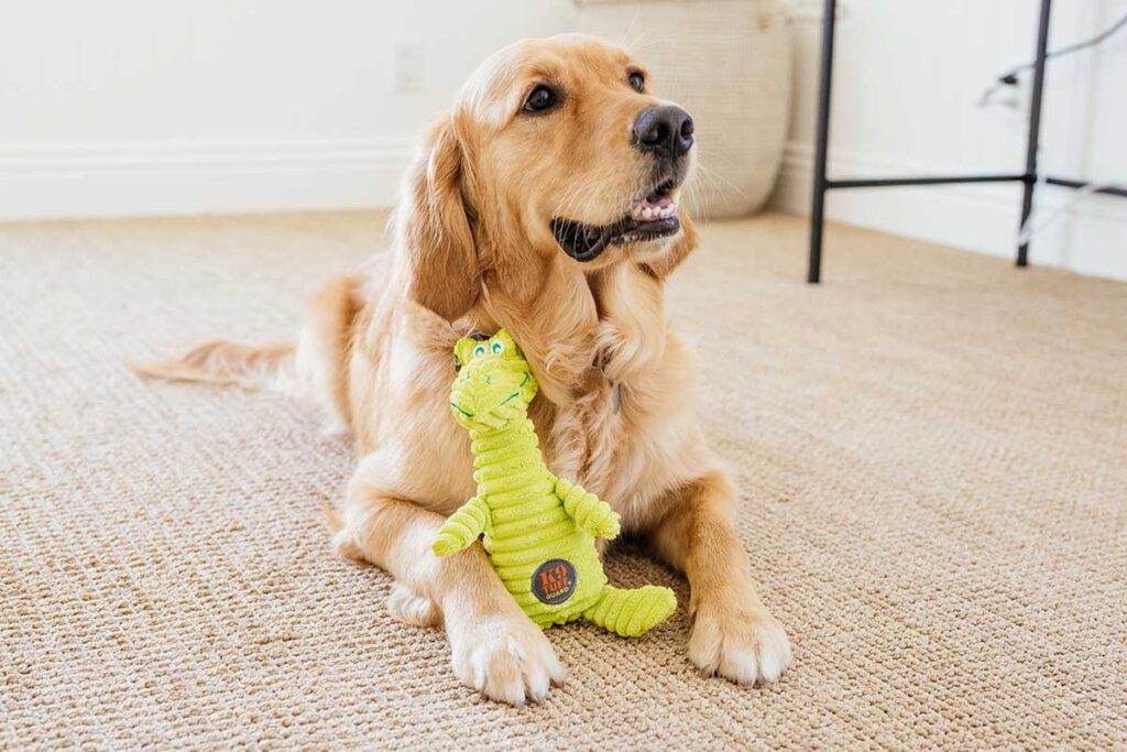 squeakin squiggles dog toy