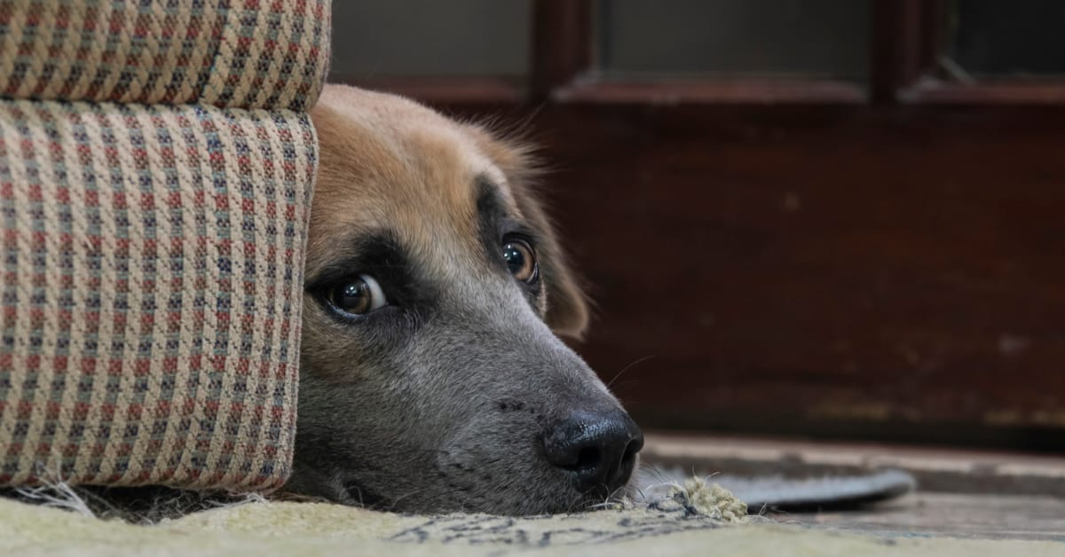 When the Thunder Rolls: What to Do About Storm Phobia in Your Dog