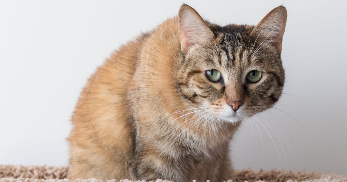 Can Cats Get Depressed?