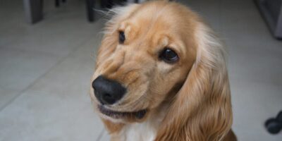 rage syndrome in dogs