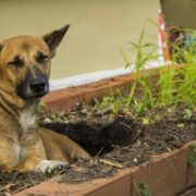 garden fencing for dogs for dogs in flower beds