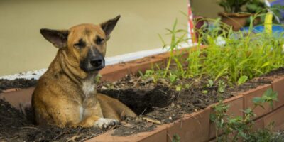 Electric fence to keep sales dogs out of garden