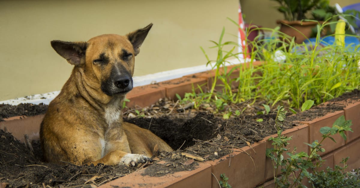 Protect Your Veggies & Flower Beds with Garden Fencing for Dogs