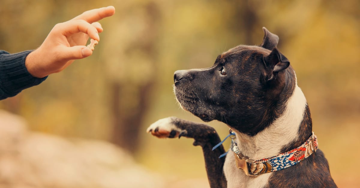 The Importance of Building a Love of Learning with Your Dog