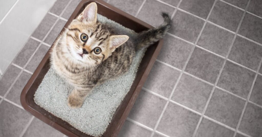 how to train a kitten to use a litter box