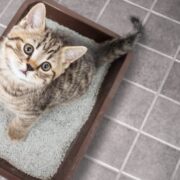 how to train a kitten to use a litter box