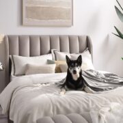 dog on a bed. article: how to potty train a dog in an apartment