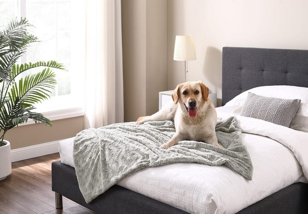 yellow lab on a bed