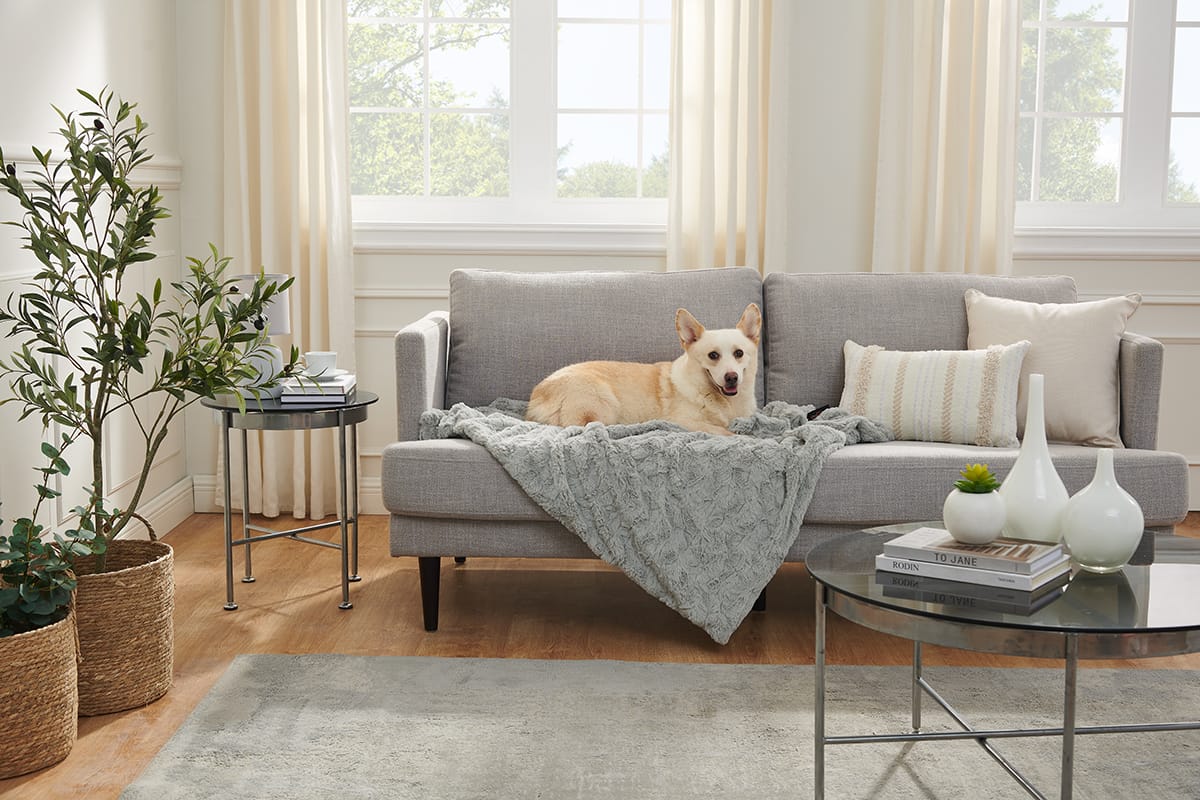 What to Look for in Pet-Friendly Furniture