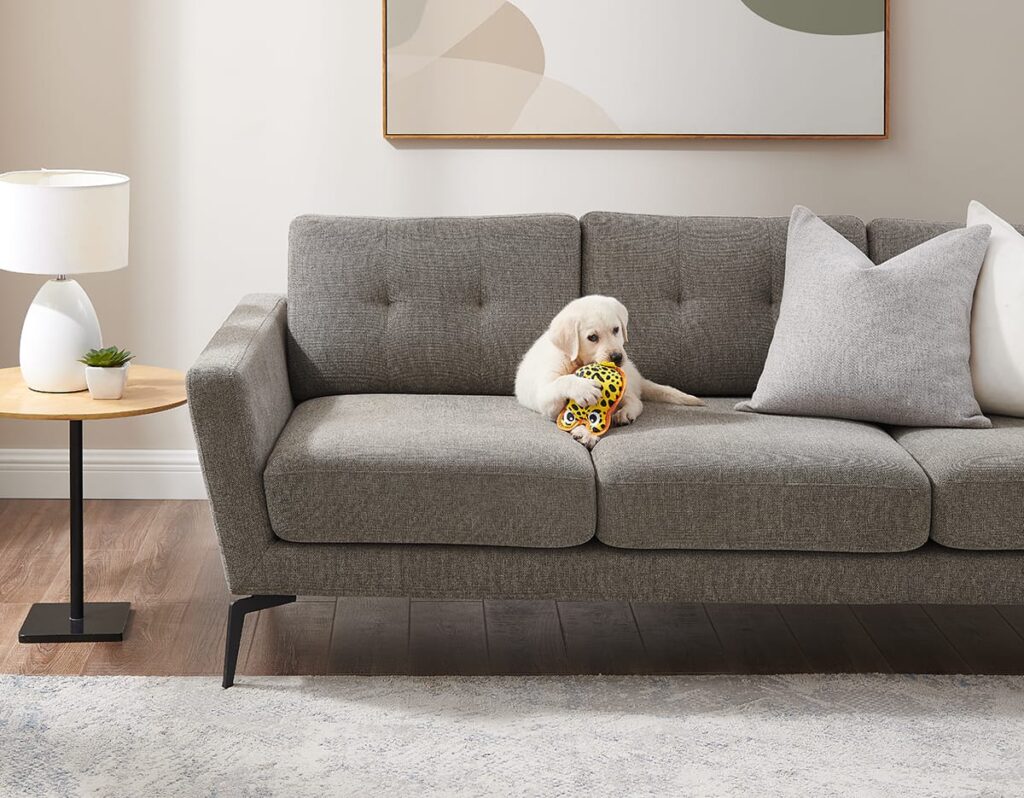 puppy on couch with toy