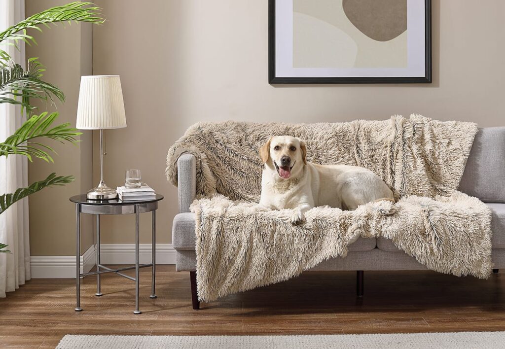 dog on couch with pet blanket