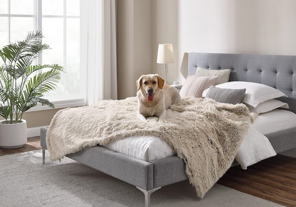 lab on a bed