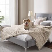 lab on a bed. how to keep your dog off the bed