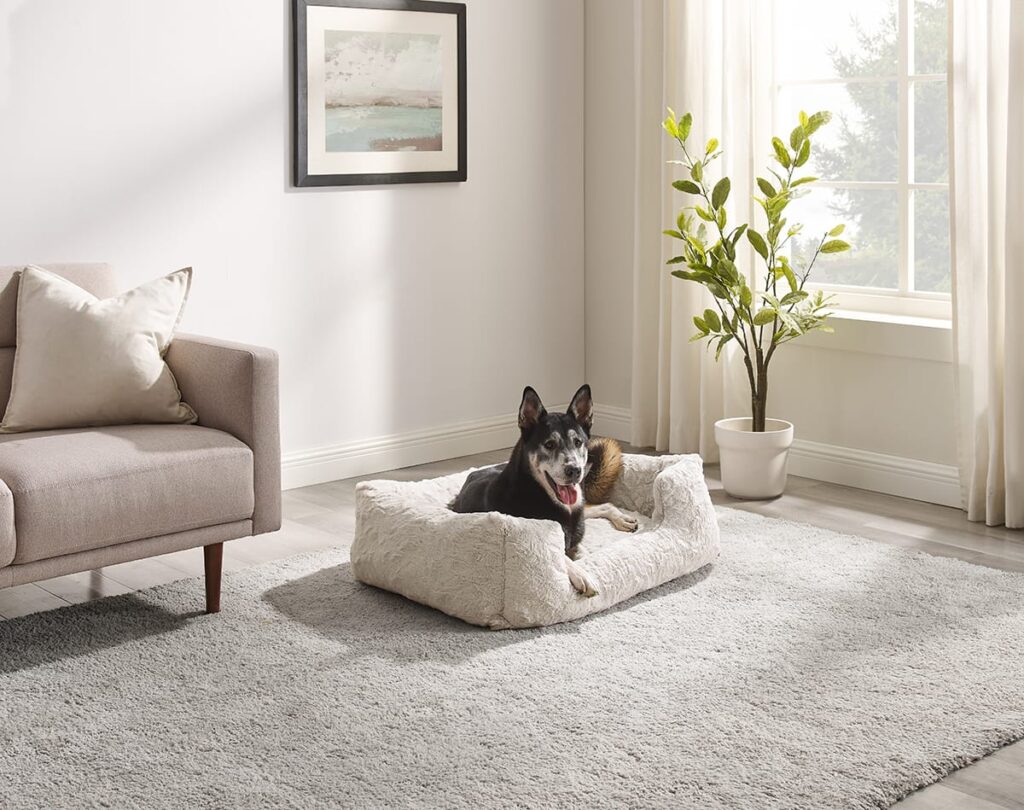 dog in pet bed