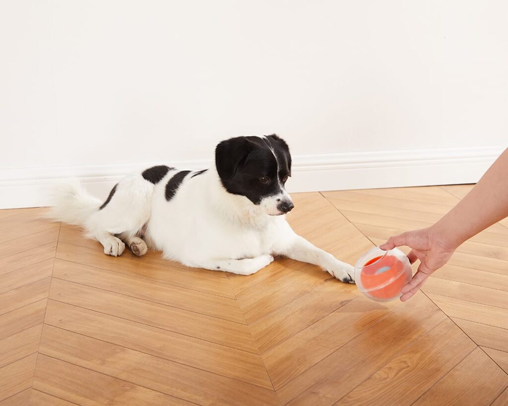 dog with a toy