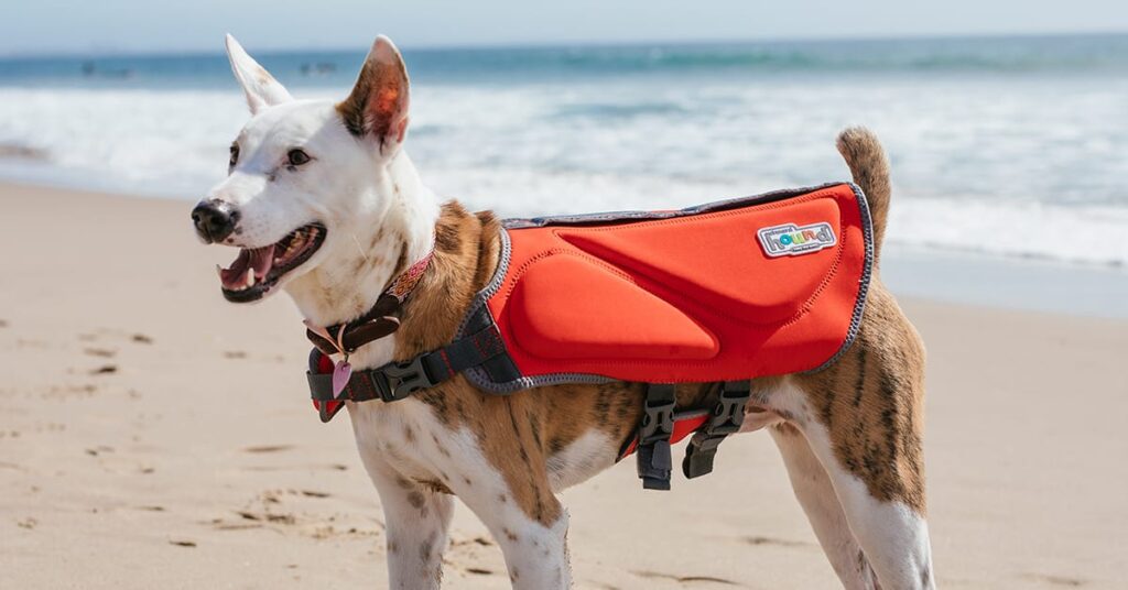 beach must haves for dogs