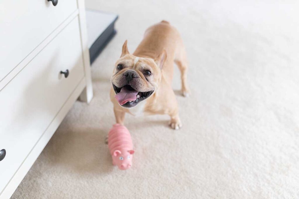 frenchie with toy