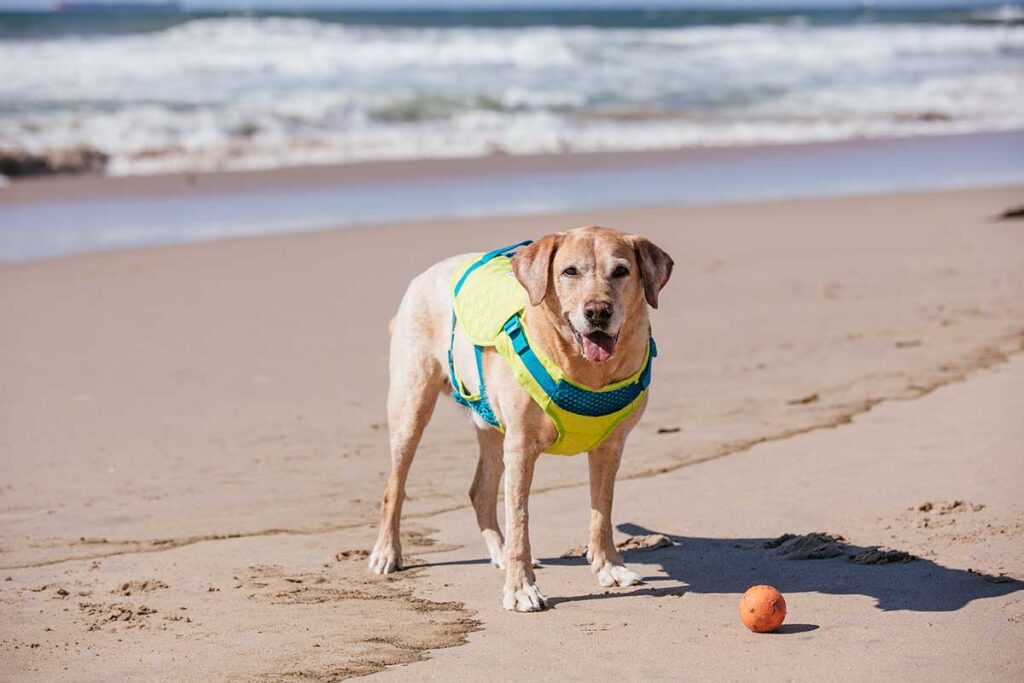 dog at the beach wearing a life jacket