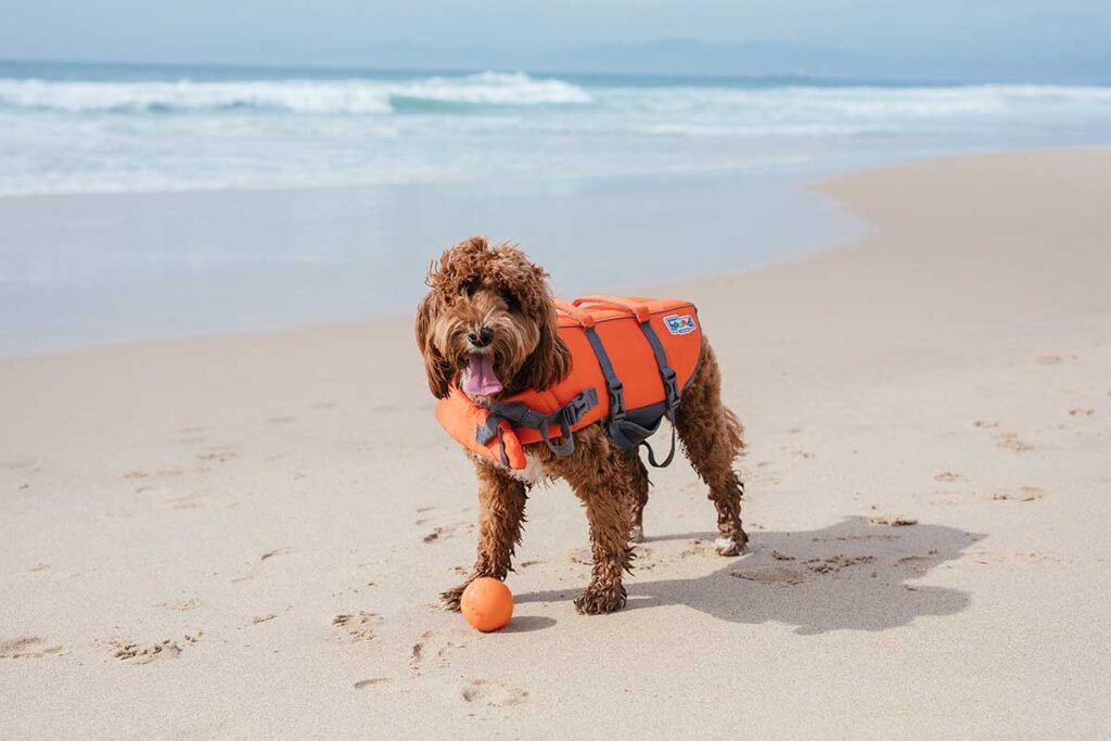 dog on the beach with a ball