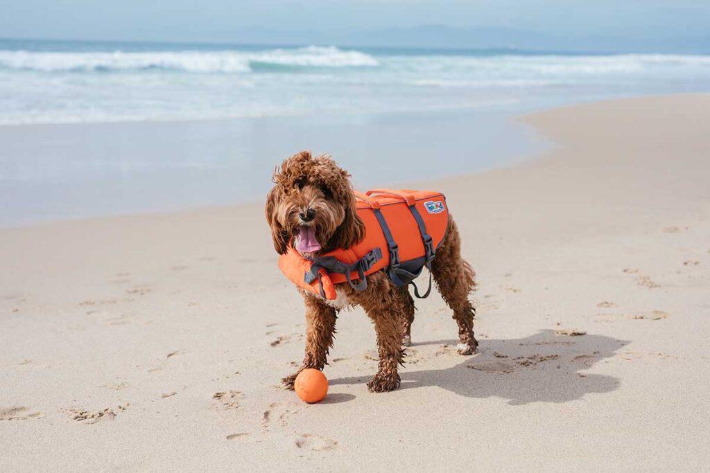 8 Beach Must Haves for Dogs Essential Safety Commands Furtropolis