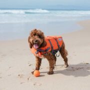 dog on the beach with a ball