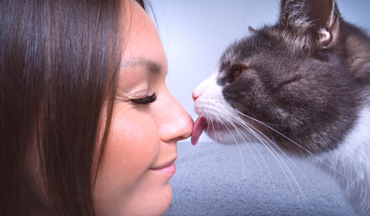 Cat Licking Human Face 