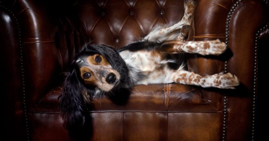 dog on leather chair