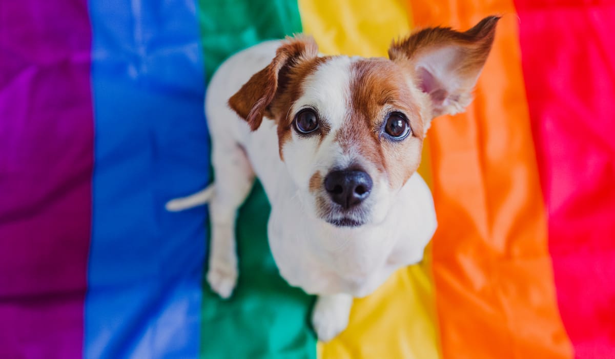 How to Celebrate Pride Month with Your Pet 🏳️‍🌈