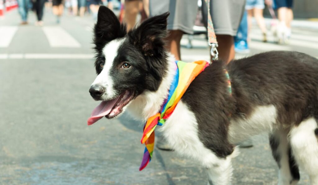 dog at pride parade