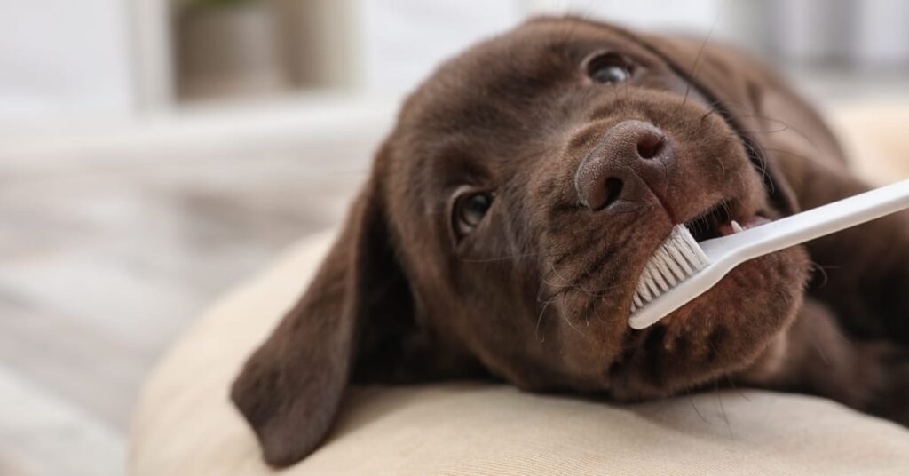 dog brushing own teeth