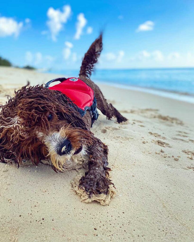 dog at the beach