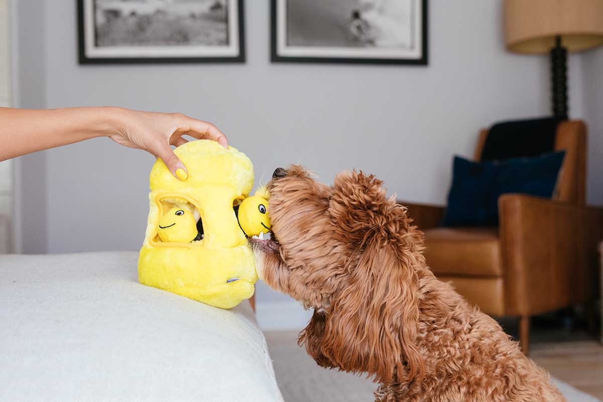 Get More Bang for Your Buck with a Dog Toy INSIDE a Toy