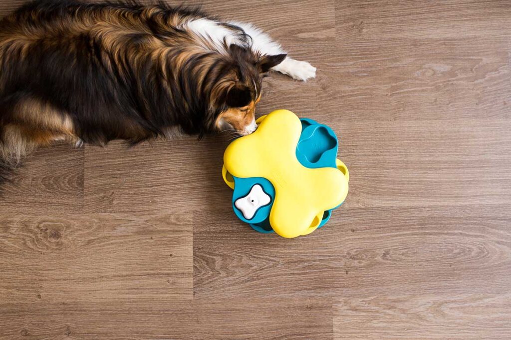 The 6 Best Dog Puzzle Toys for Mental Stimulation – Furtropolis