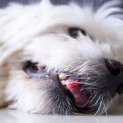 What To Do if Your Dog Has a Seizure